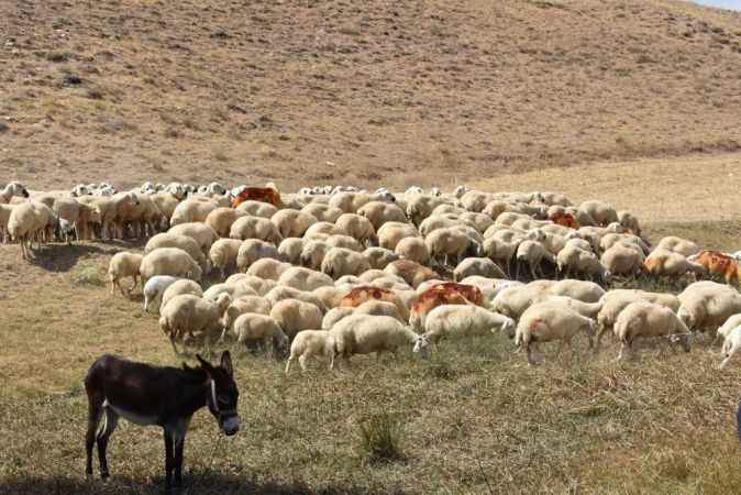 Yozgat Damızlık Koyun Keçi Yetiştiricileri Birliği Başkanı Nevzat Yıldırım: Desteklemeler açıklandı