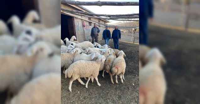 Yozgat Damızlık Koyun Keçi Yetiştiriciler Birliği koyunları telef olan üreticiye destek oldu