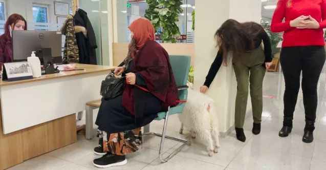 Sincan Belediye Binasına Sahibiyle Birlikte Vergi Yatırmaya Gelen Sevimli Keçi İlgi Odağı Oldu