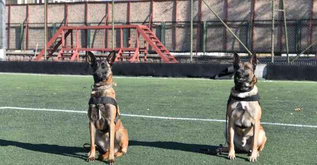 Ankara İtfaiyesi’nden Çifte Başarı: Arama Kurtarma Köpeklerinin Başarısı Kanıtlandı