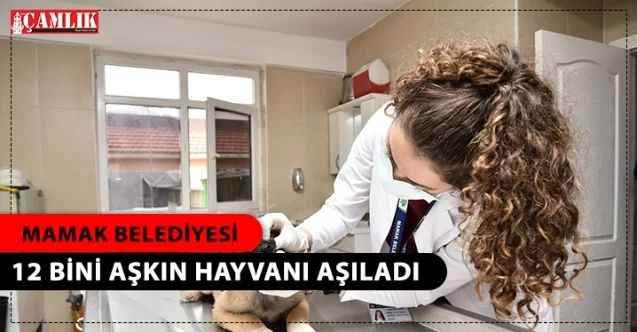 Mamak’ta Bir Yıl Boyunca 12 Bini Aşkın Hayvan Aşılandı