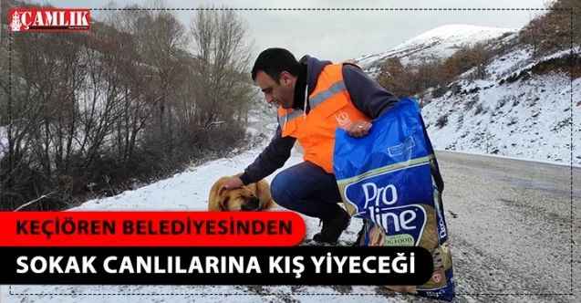 Keçiören Belediyesi'nden Sokak Canlılarına Kış Yiyeceği