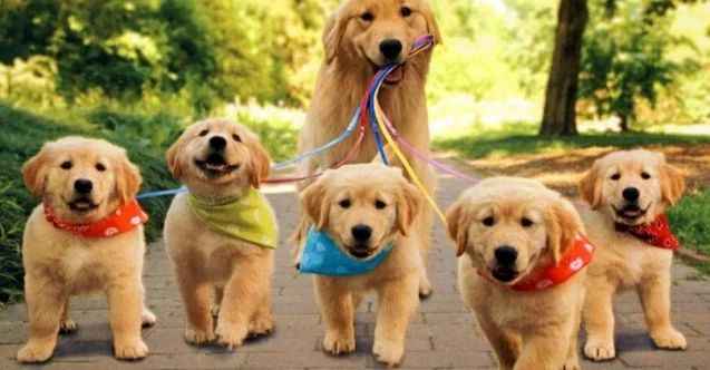 Kedi Köpek Malzemeleri Plastik Kaucuk Oyuncaklar Hızlı Kargo Kurye Mama Farklıyla Kapınızda