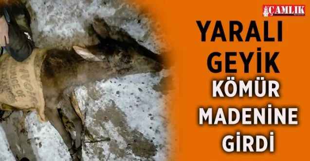 Nallıhan’da ilçe merkezine inen geyikler bu kez de kömür madenine girdi