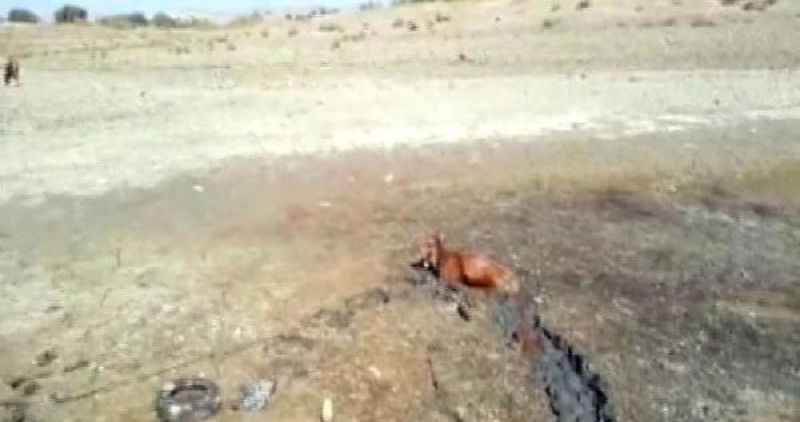 Bataklığa Saplanan İneği İtfaiye Kurtardı