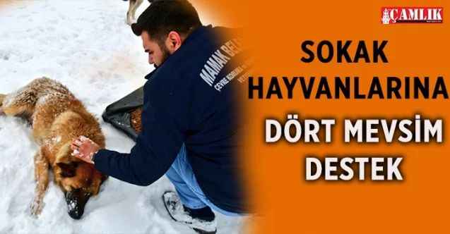 Mamak Belediyesinden sokak hayvanlarına dört mevsim destek