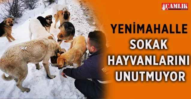 Yenimahalle Belediyesi, sokak hayvanları için harekete geçti