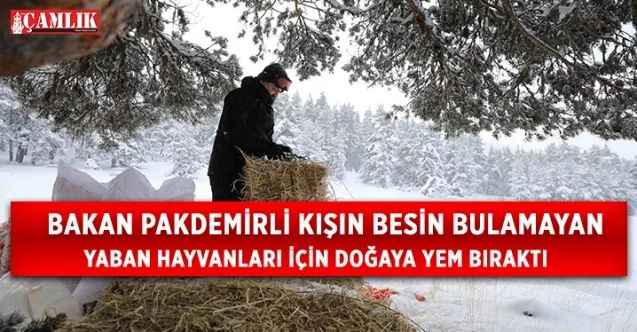 Bakan Pakdemirli kışın besin bulamayan yaban hayvanları için doğaya yem bıraktı