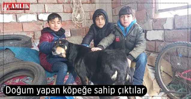 Sokakta doğum yapan köpeğe sahip çıktılar