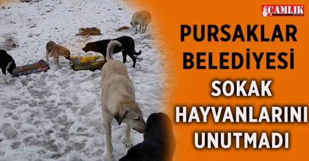 Pursaklar Belediyesi,  yiyecek bulmakta zorlanan sokak hayvanlarını unutmadı