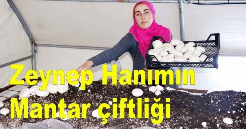 Zeynep Hanımın Mantar çiftliği