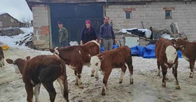 Yozgat'ta Her birine isim verdiği buzağılarına özenle bakıyor