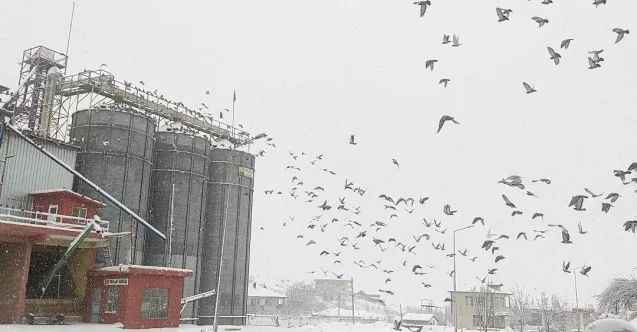 Yozgat'ta Un fabrikası çatısında yüzlerce güvercini besliyorlar