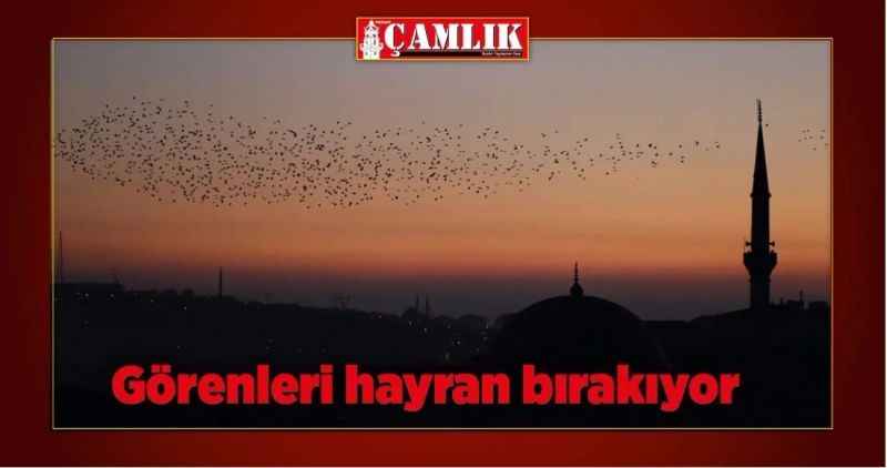 Görenleri hayran bırakıyor