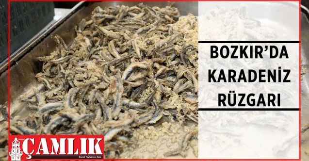 Yenimahalle Belediyesi, Ankara Toptancı Hali işbirliğinde Hamsi Şenliği düzenledi
