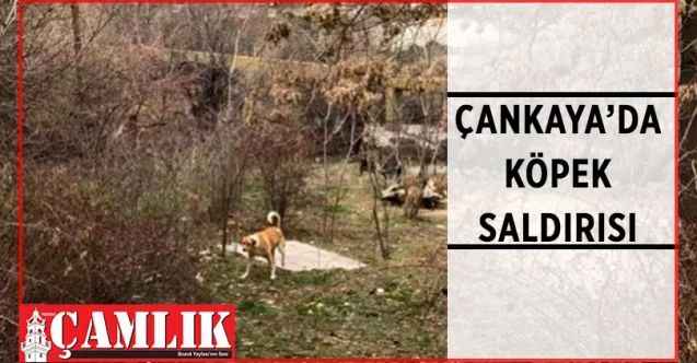 Ankara'nın Çankaya ilçesinde yine bir köpek saldırısı yaşandı