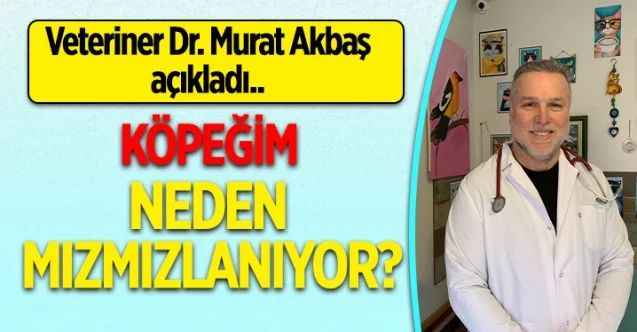 Köpeğim Neden Mızmızlanıyor?