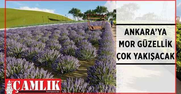 Ankara Büyükşehir Belediyesi, Başkentlileri Çankaya Alacaatlı Mahallesi’nde kuracağı ‘Lavanta Parkı’ ile buluşturacak