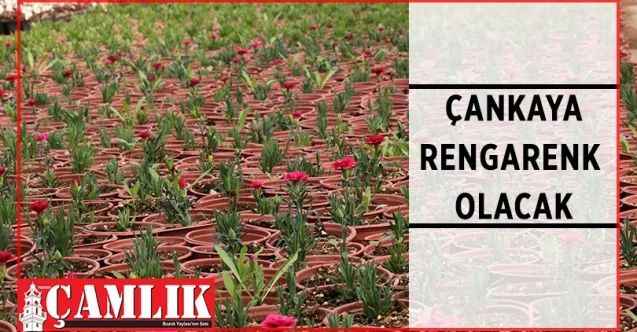 Rengarenk 300 bin çiçek ilkbahar ve yaz aylarında Çankaya parklarını süsleyecek