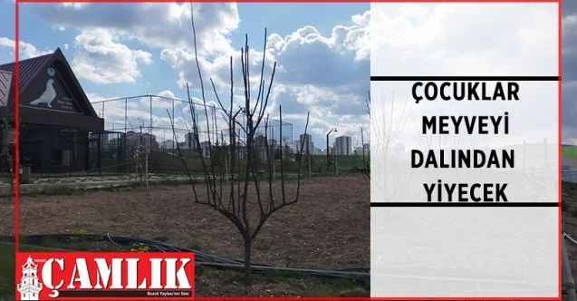 Pursaklar Belediyesi, Ankara iklimine uygun meyve ağaçlarını toprakla buluşturmak için kolları sıvadı