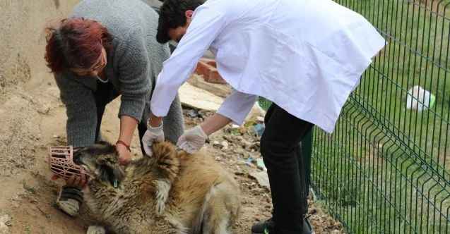 Yozgat Bozok Üniversitesi öğrencilerinden Sokak hayvanlarına sağlık taraması