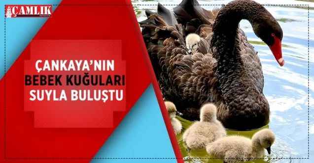Ankara’nın simge parkı Kuğulupark’ta dünyaya gelen iki günlük 4 yavru siyah kuğuyu anneleri suya indirdi