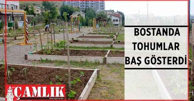 Vatandaşların bostanda diktikleri tohumlar baş göstermeye başladı