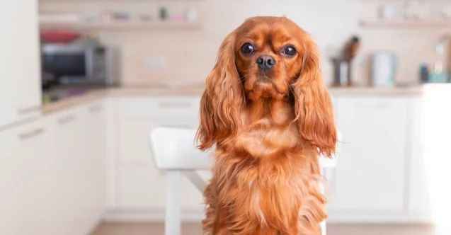 Cavalier King Charles Kişilik Ve Karakter Özellikleri
