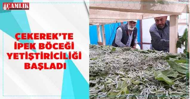 Çekerek'te İpek Böceği yetiştiriliyor