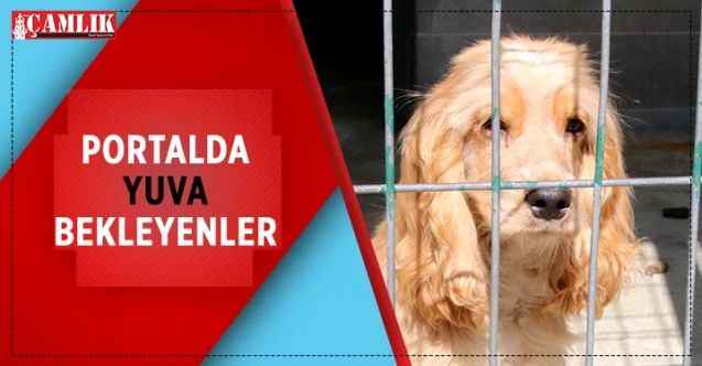 Çankaya Belediyesinin, sokak hayvanlarını sahiplendirmek için oluşturduğu portal, ziyaretçilerini bekliyor