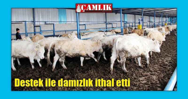 Destek ile damızlık ithal etti