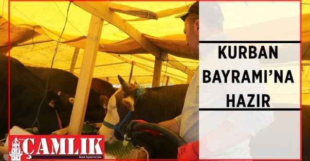 Çankaya Belediyesi, Yeşilkent Mahallesi’ne (Mühye) kurduğu kurban satış ve kesim alanında Kurban Bayramı hazırlıklarını tamamladı