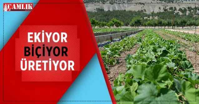 Mamak Belediyesi, Gökçeyurt’ta oluşturulan Ekolojik Vadi’de çilek üretimine başladı