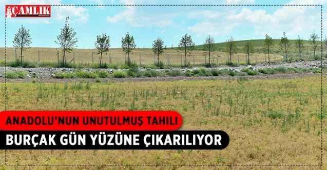 “Tarım Kampüsü”nde ilk kez ekimi gerçekleştirilen ‘burçak’ için hasat dönemi başladı