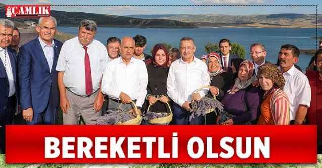Orman Genel Müdürü Karacabey, Çekerek İlçesinde Lavanta hasadına katıldı
