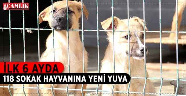 Çankaya Belediyesi Sahipsiz Sokak Hayvanları Bakım ve Rehabilitasyon Merkezi, 118 sokak hayvanını ise sıcak yuvasına kavuşturdu