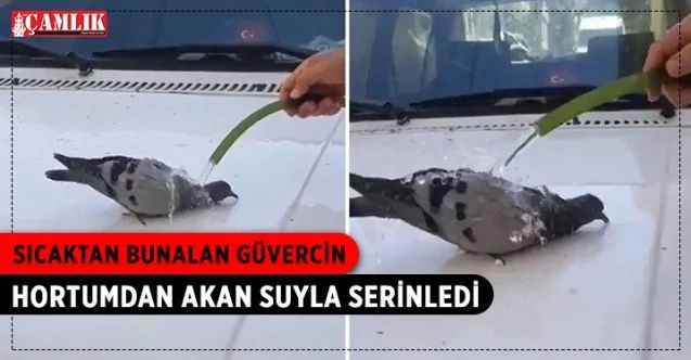 Gaziantep'te sıcaktan bunalan bir güvercin arabasını yıkayan bir vatandaşın tuttuğu hortumdan su içip serinledi