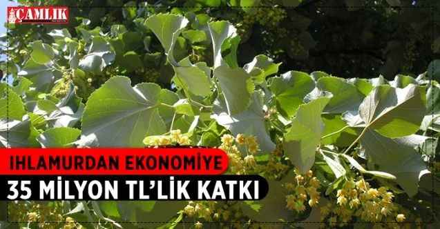 Orman Genel Müdürlüğü, ıhlamur ile orman köylüsüne yıllık yaklaşık 6 milyon TL, ülke ekonomisine ise 35 milyon TL’ye yakın katkı sunuyor