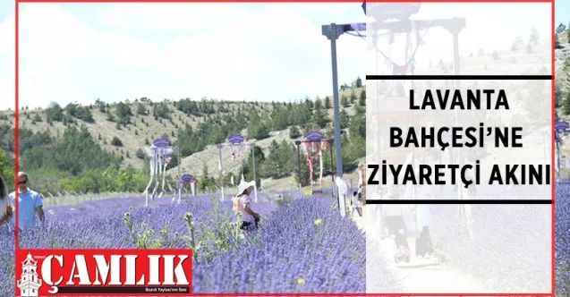 Mamak’ın göz bebeği Lavanta Bahçesi ziyaretçi akınına uğruyor
