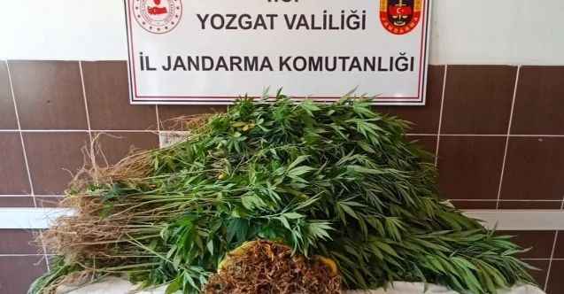 Yozgat'ın Sarıkaya İlçesinde bir kişi evinde kenevir yetirtirirken suç üstü yakalandı