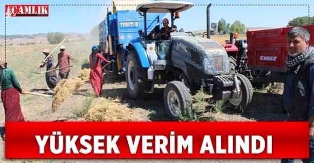Yozgat'ta Yerli Mercimeklerden yüksek verim elde edildi