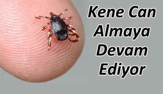 Kene Can Almaya Devam Ediyor