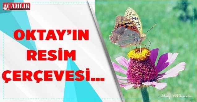 Bazen bir kelebeğin ömrü kadardır hayat…