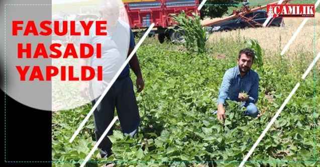 Yozgat'ta Yeşil ve Kuru Fasulye hasadı yapıldı