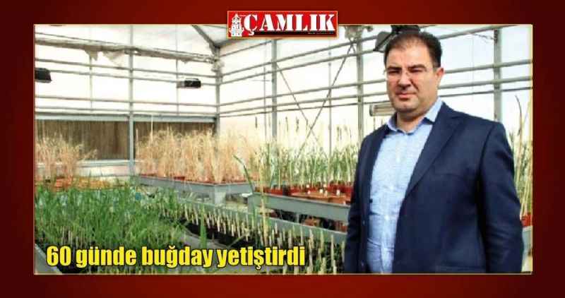 60 günde buğday yetiştirdi