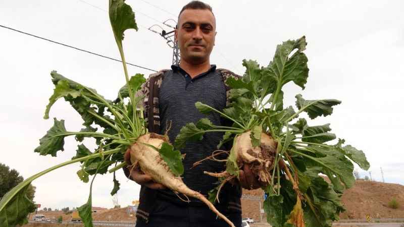 Yozgat’ta şekerpancarında 1 milyon 750 bin ton rekolte bekleniyor