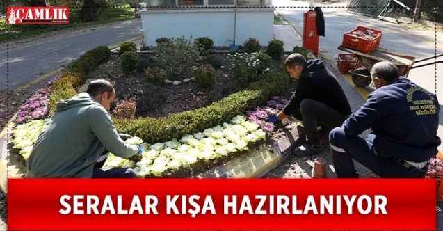 Yenimahalle Belediyesi çiçek üretimine hız kesmeden devam ediyor.