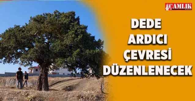 Yozgat'ın Sorgun İlçesi Araplı Beldesinde bulunan 150 yıllık anıt ağacın çevresi düzenlenecek