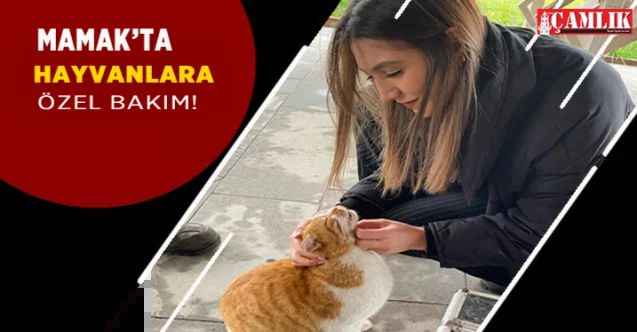 Mamak Belediyesinden sokak hayvanlarına özenli bakım!