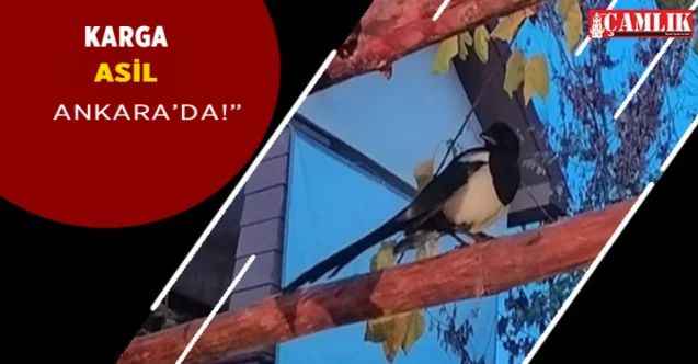 Ankara’da besleyip iyileştirdiği karga, her gün ziyaretine geliyor
